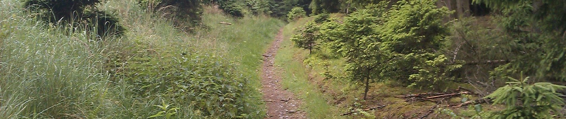 Randonnée A pied Möhnesee - Günner Hude Rundweg A4 - Photo