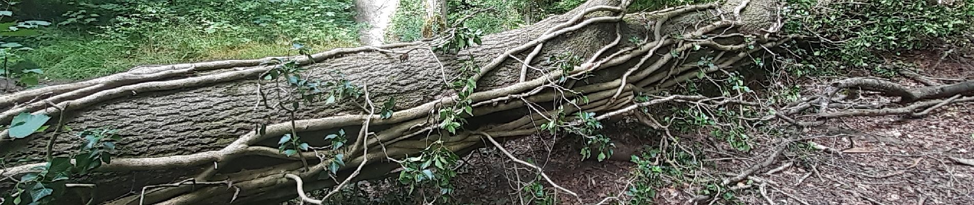 Trail Walking Mons - Lieu dit le Bois brûlé  - Photo