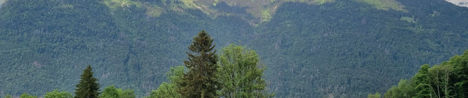 Excursión Senderismo Samoëns - les chalets du Bémont et cascade du Nant d Ant - Photo