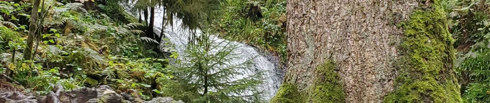 Randonnée Marche Gérardmer - Gérardmer cascade saut bourrique tour merrelle 15kms 488m  - Photo