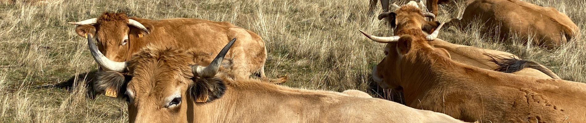 Tour Wandern Nasbinals - Nasbinals col d’Aubrac Montorzier - Photo