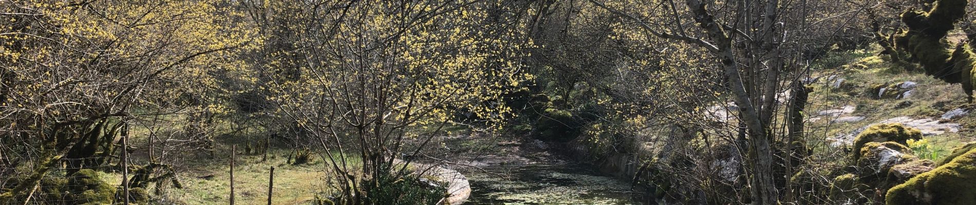 Randonnée V.T.T. Caniac-du-Causse - Boucle Quissac-Caniac Jonquilles - Photo