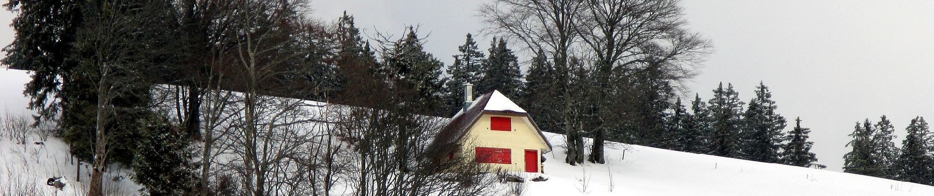 Percorso A piedi Todtnau - Martin-Heidegger-Rundweg - Photo