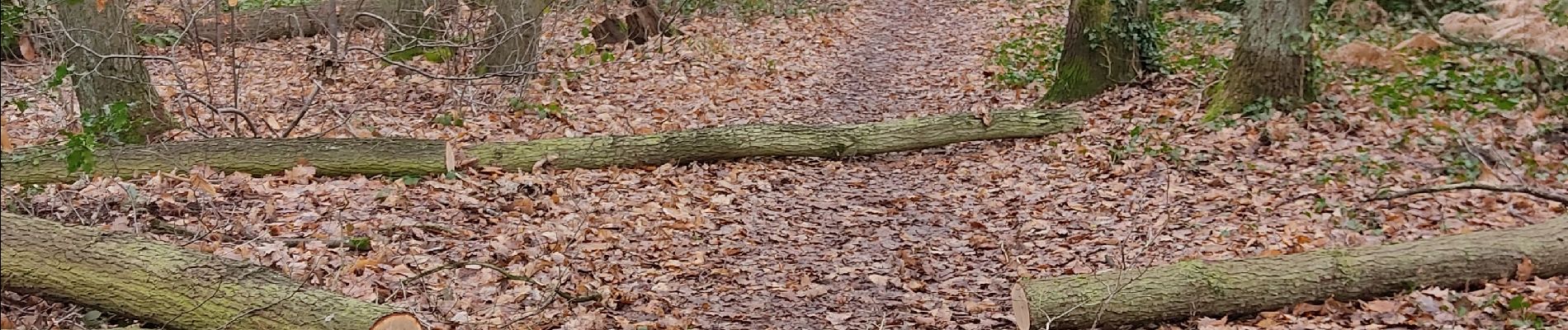 Tocht Stappen Meudon - De Meudon val fleury à Viroflay RD via forêts de Meudon et fausses reposes - Photo