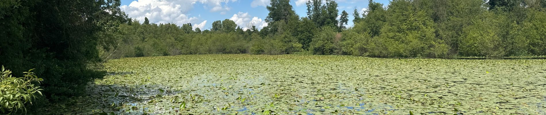 Randonnée  Chavannes - Étang du Mouchet , Chavannes, Chantemerle les Blés  - Photo