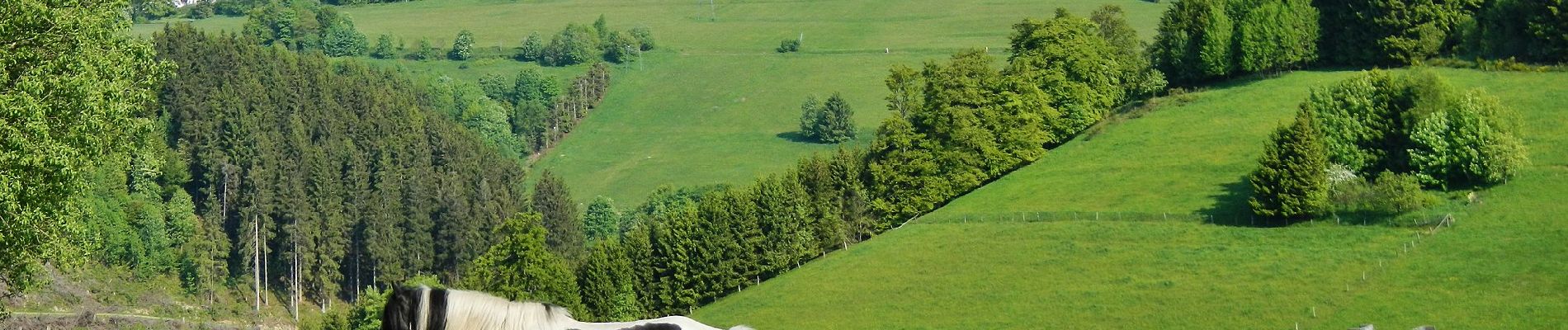 Randonnée A pied Bad Berleburg - Naturfreundeweg Girkhausen - Mollseifen - Photo