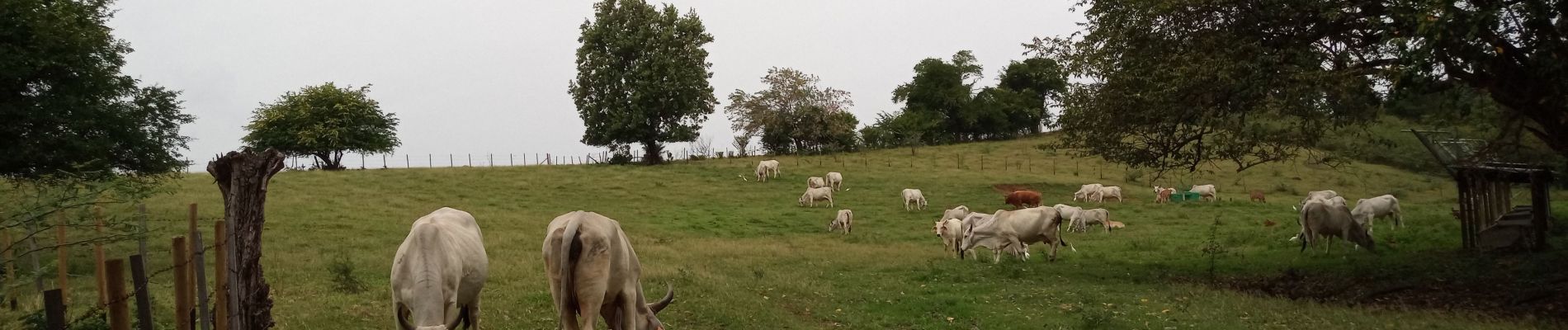 Tour Wandern La Trinité - Spoutourne - Photo