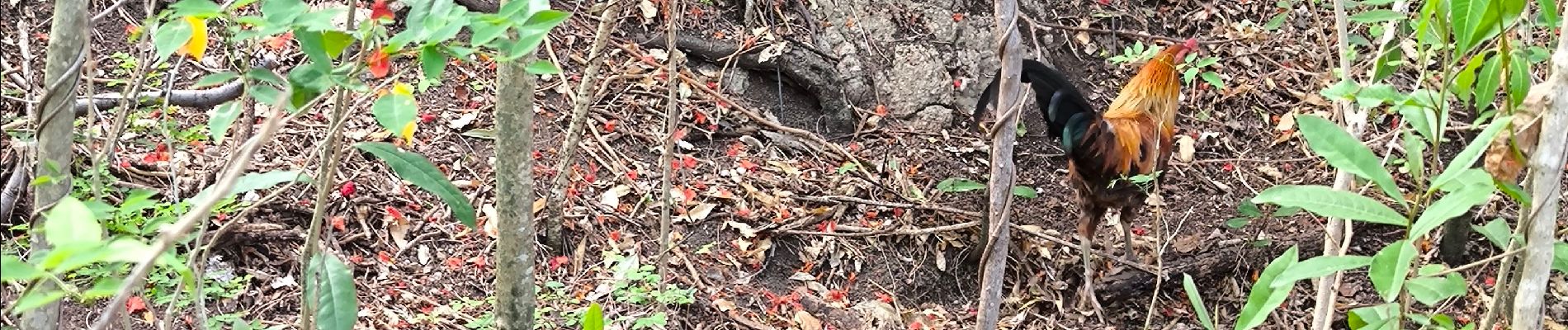 Trail Walking Bouillante - 🦎 Guadeloupe - Morne Lézard 🦎 - Photo