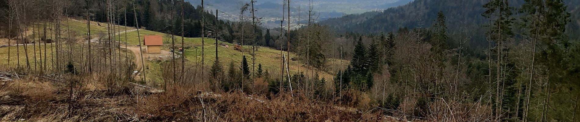 Trail Walking Cleurie - cleurie-la charmes-roches du thin-col du singe - Photo