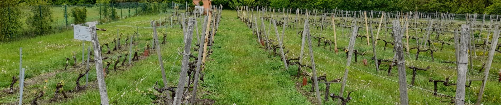 Randonnée Marche Coubron - Coteaux de l'Aulnoye - Photo