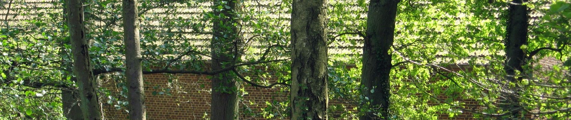 Excursión A pie Zonhoven - Platwijers-Wijvenheide Rode driehoek - Photo