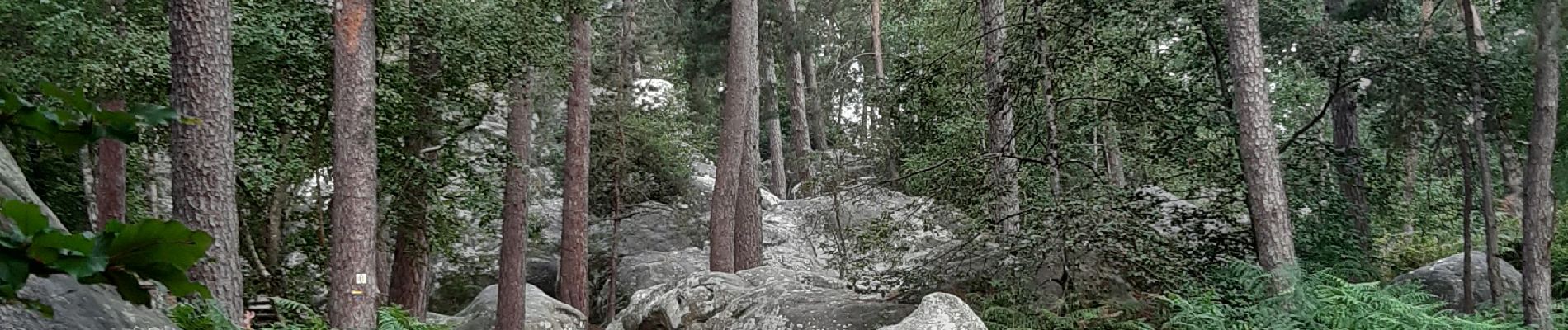 Excursión Senderismo Fontainebleau - les Affolantes fontainebleau  - Photo