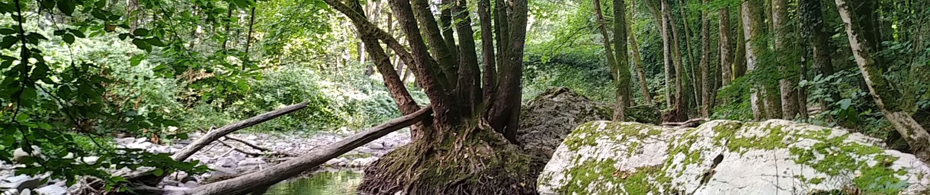 Tour Wandern Sentheim - Marché au marcher 3  - Photo