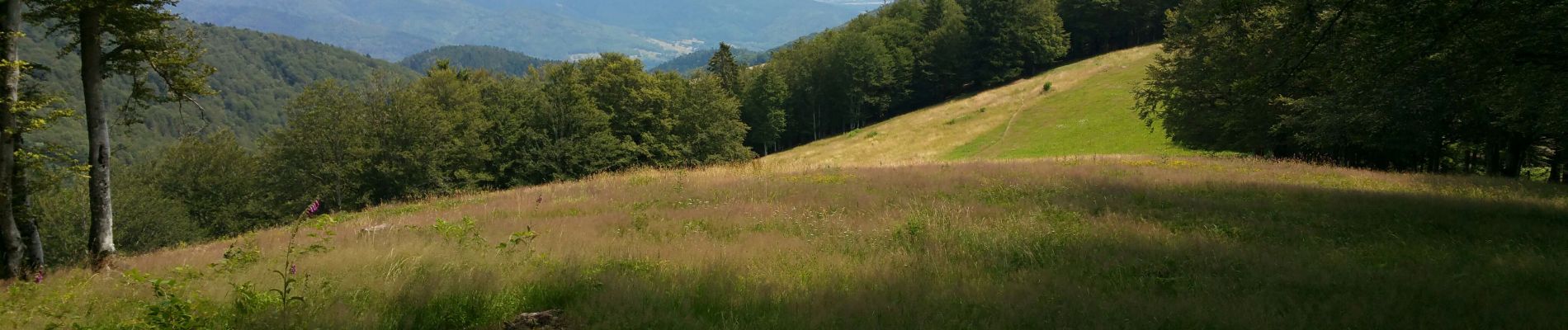 Trail Nordic walking Riervescemont - Refuge Baerenkopf  - Photo