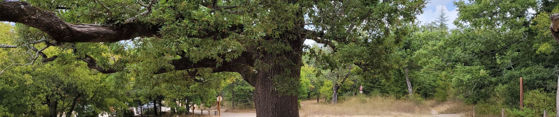 Randonnée Marche Plan-d'Aups-Sainte-Baume - Le Plan d'Aups les avens - Photo