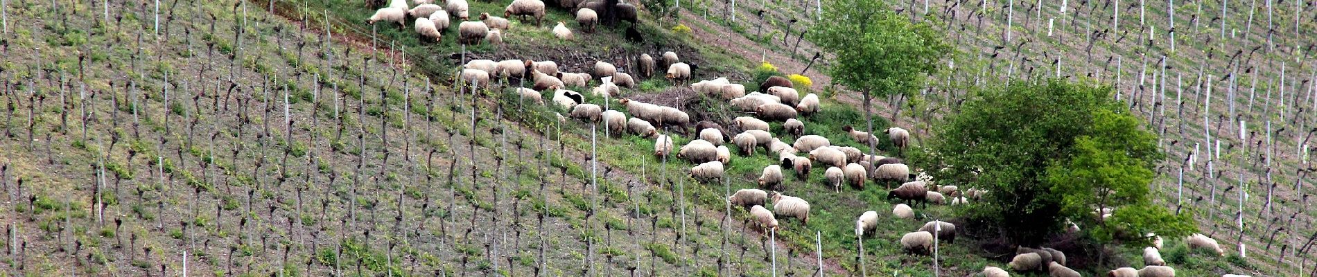 Randonnée A pied Müden (Mosel) - Buchsbaum-Wanderpfad - Photo