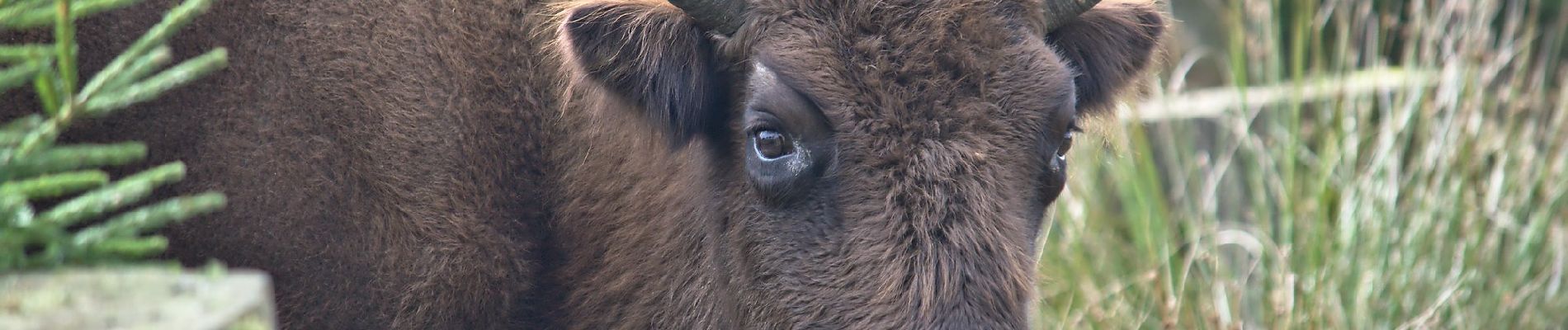 Randonnée A pied Schmallenberg - Rothaarsteig-Spur Wisent-Pfad - Photo