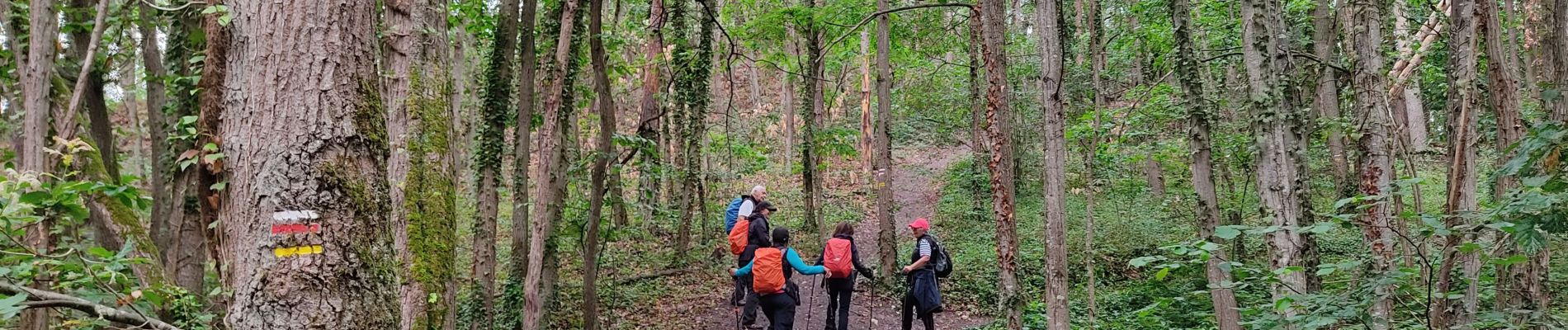 Trail Walking Nainville-les-Roches - La foret des grands avaux - Photo