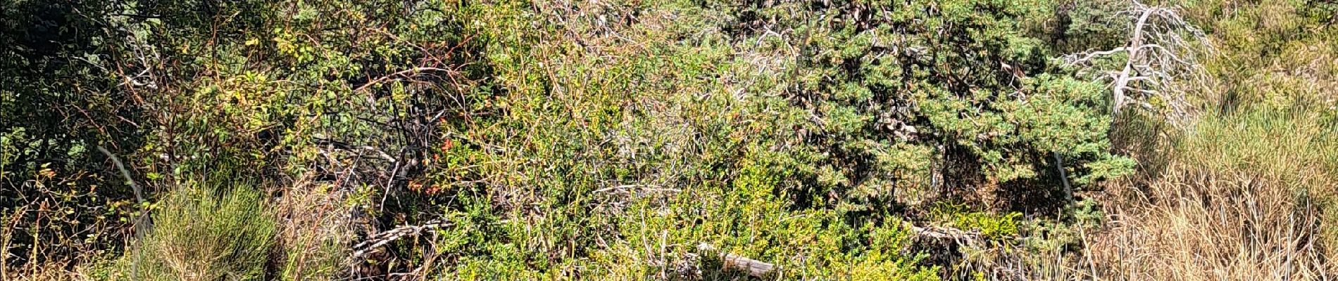 Randonnée Marche Revest-les-Roches - Balme de Vial - Photo