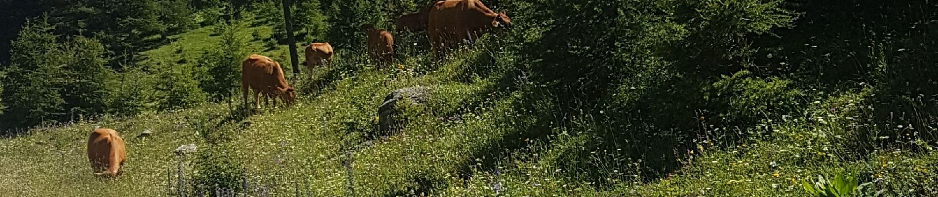 Tocht Stappen Abriès-Ristolas - Pti belvedère du Viso +sentier decouverte - Photo