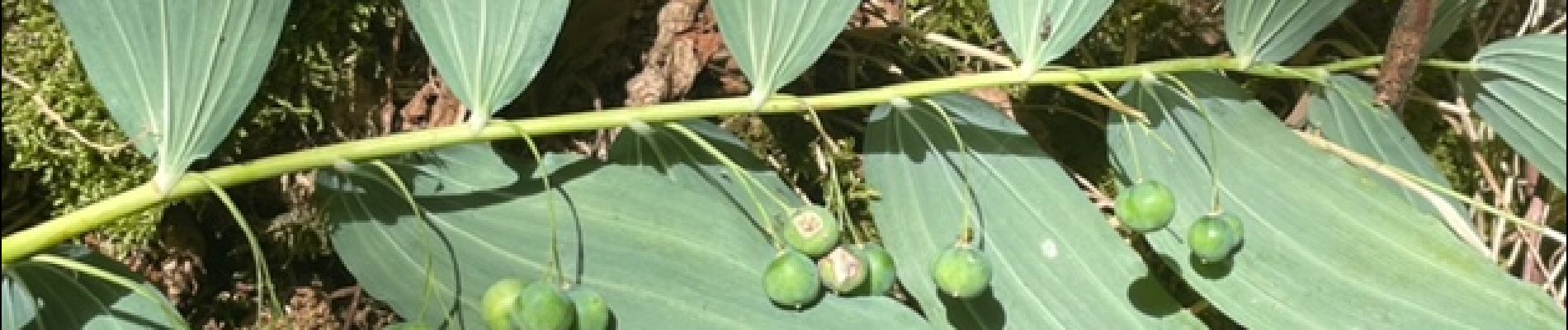 Point d'intérêt Saint-Just-en-Chevalet - Sceau de Salomon fruits  - Photo