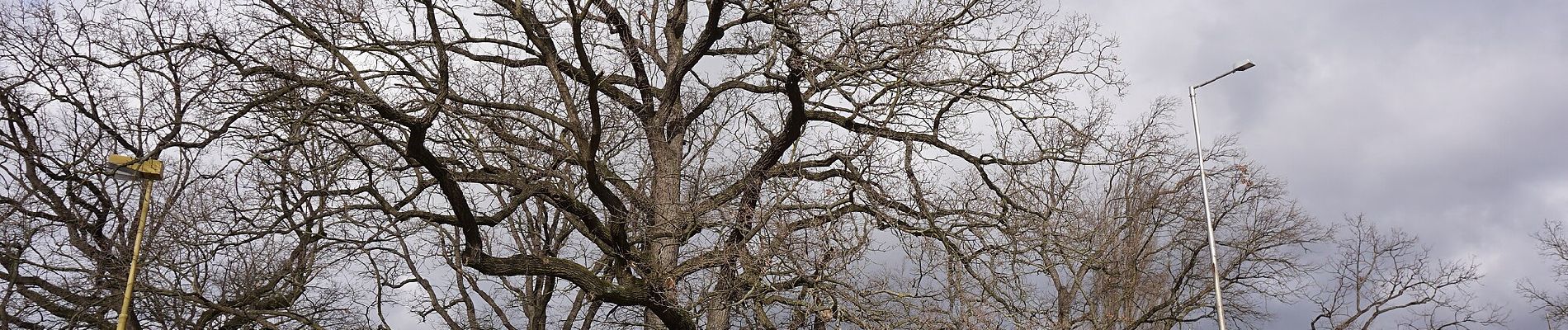 Randonnée A pied Dobříš - [Z] Dobříš - Kazatelna, okružní trasa - Photo