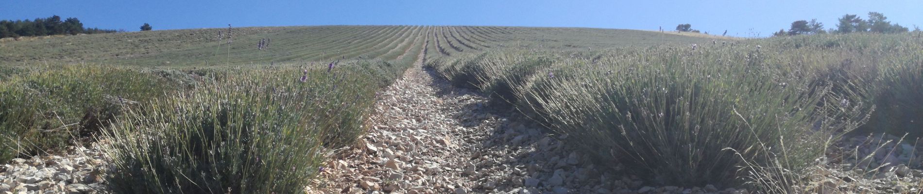 Percorso Marcia Mévouillon - montagne du Buc - Photo