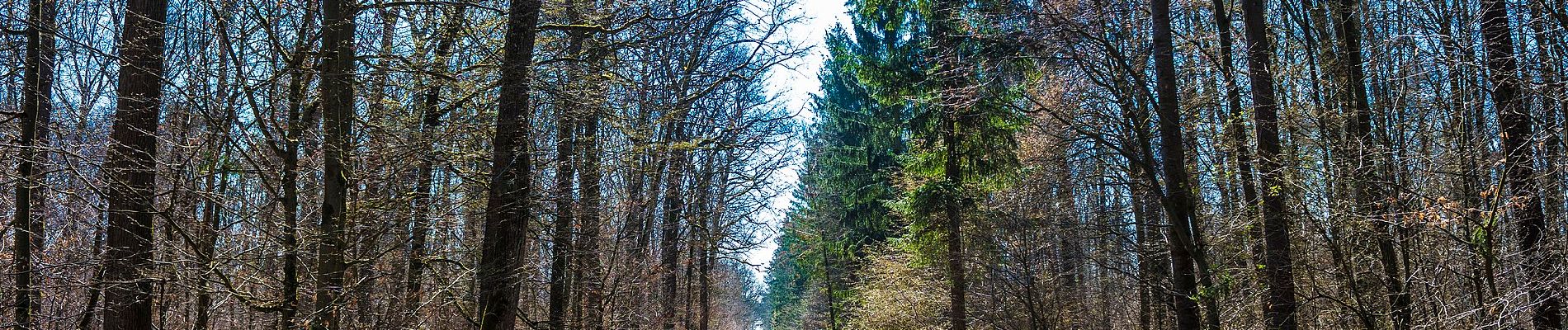 Trail On foot Zeil am Main - Bischofsheimer Forstweg - Photo