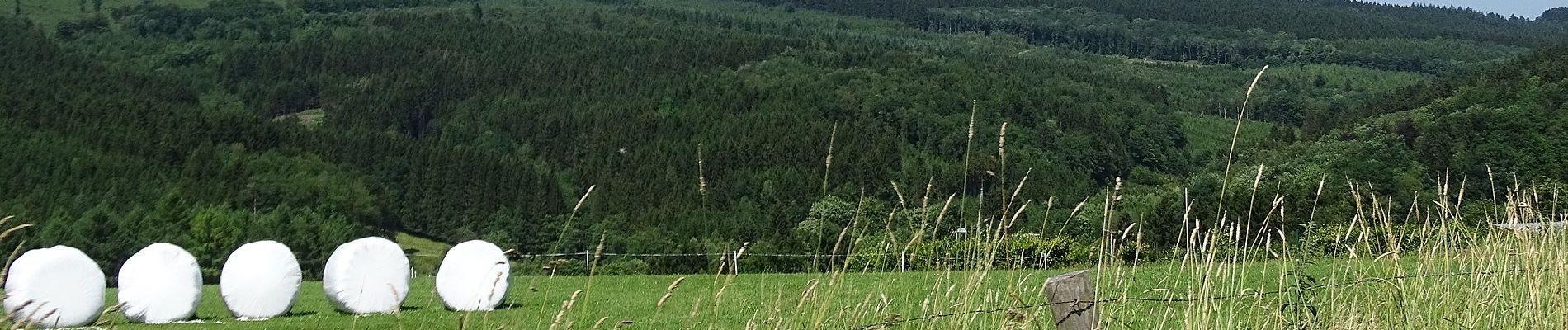 Tocht Te voet Stavelot - 26. Le Mont des Brumes - Photo