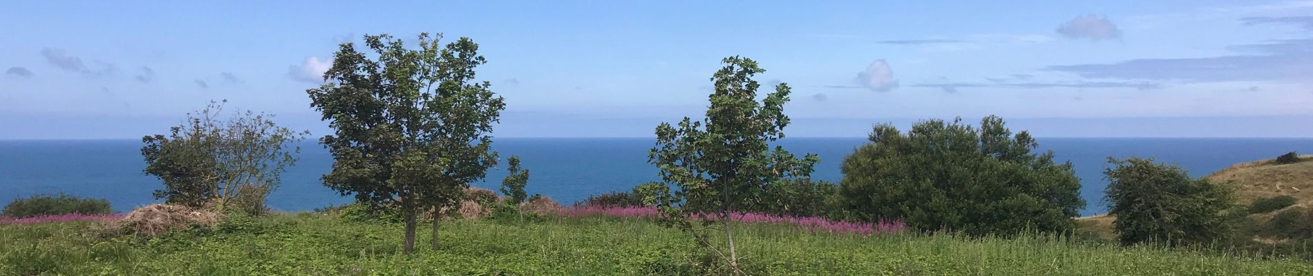 Percorso Bici da strada Étretat - Etretat - Les veulettes - Photo