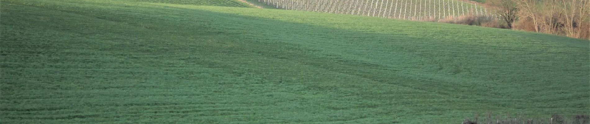 Punto de interés Plombières - Vignes de Merckhof - Photo