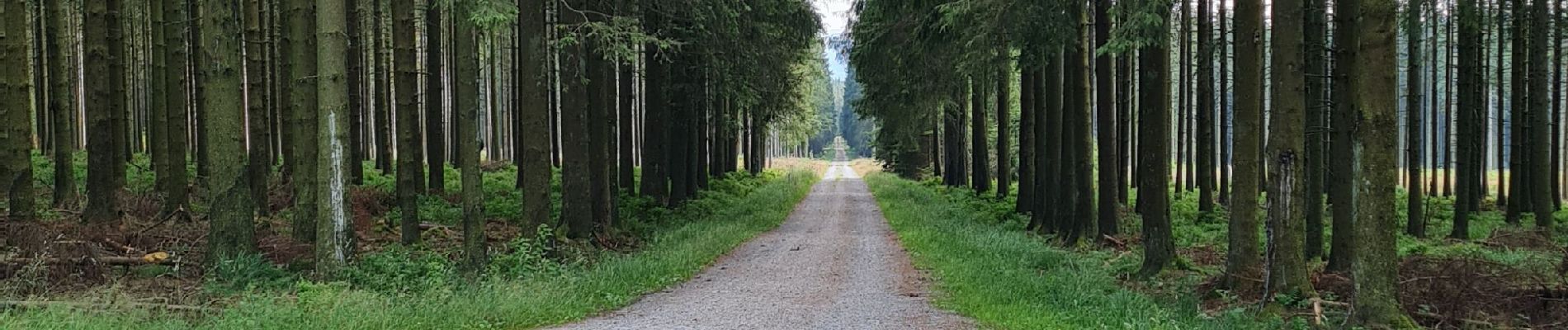 Tocht Stappen Waimes - hautes fagnes  - Photo