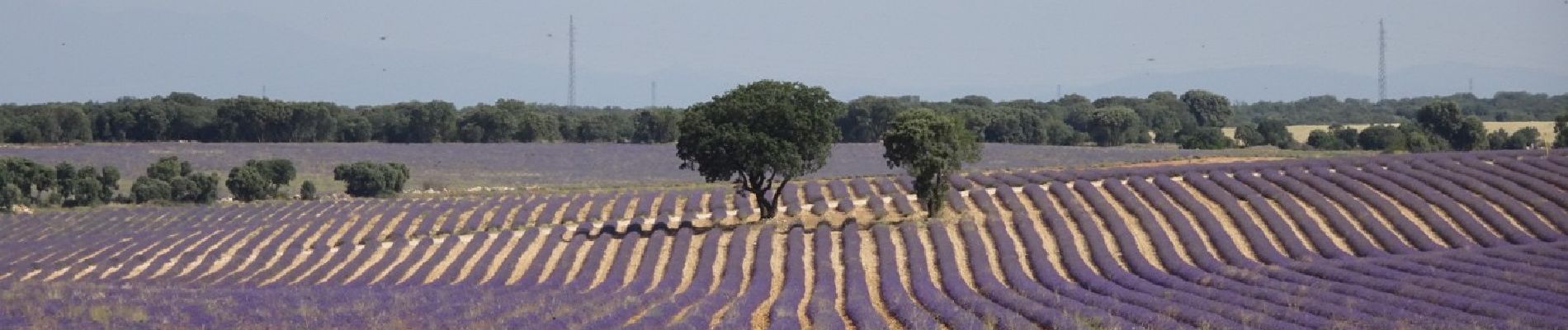 Randonnée A pied Brihuega - Ruta de la lavanda - Photo