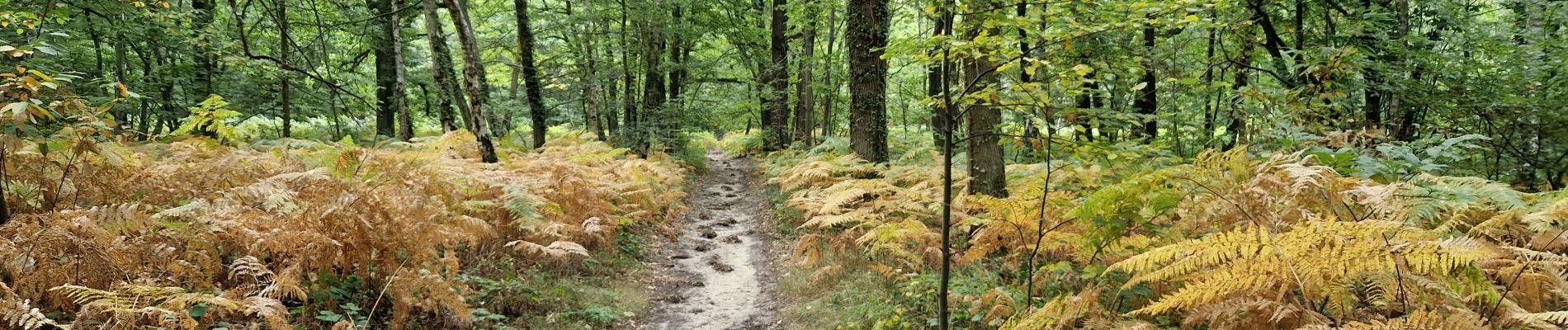 Excursión Senderismo Fontenay-lès-Briis - Essonne_Fontenay-Les-Briis=>Roche-Turpin=>Soucy(bis) - Photo