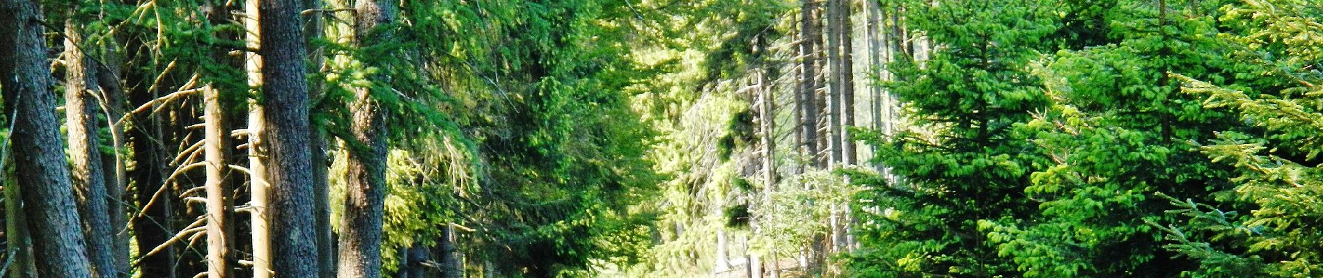 Tour Zu Fuß Winterberg - Heilklimatour 5 - Landidylle erfahren - Photo