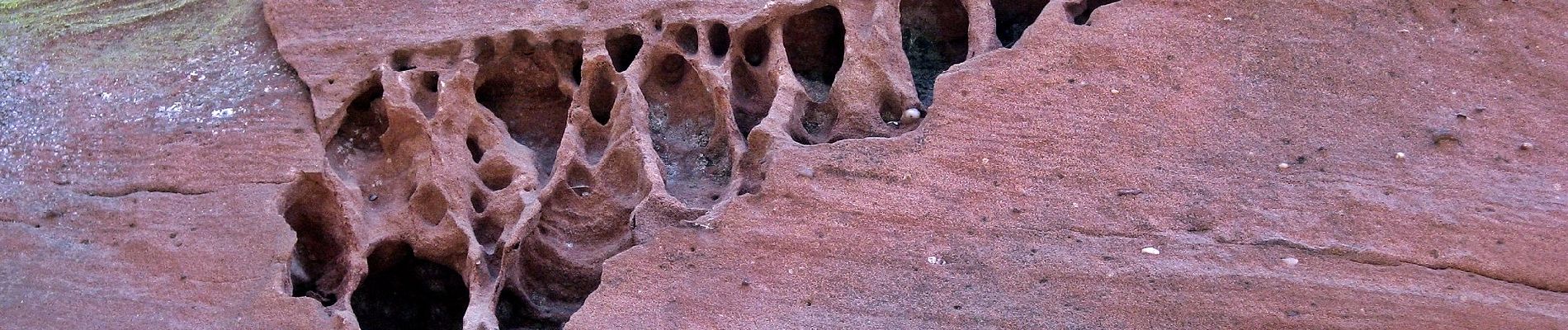 Percorso A piedi Dahn - Burg Neudahn-Tour - Photo