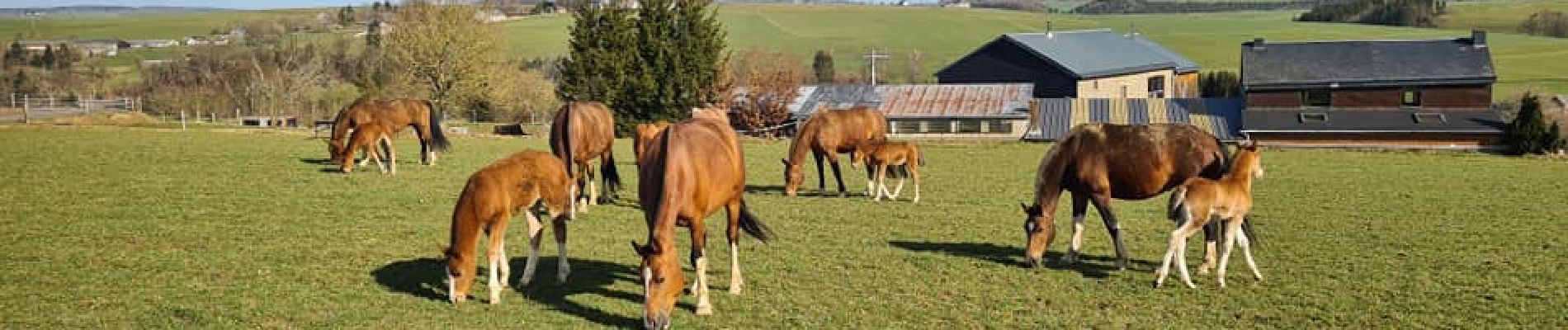 POI Bertogne - Roumont - Elevage de Franches-montages - Photo