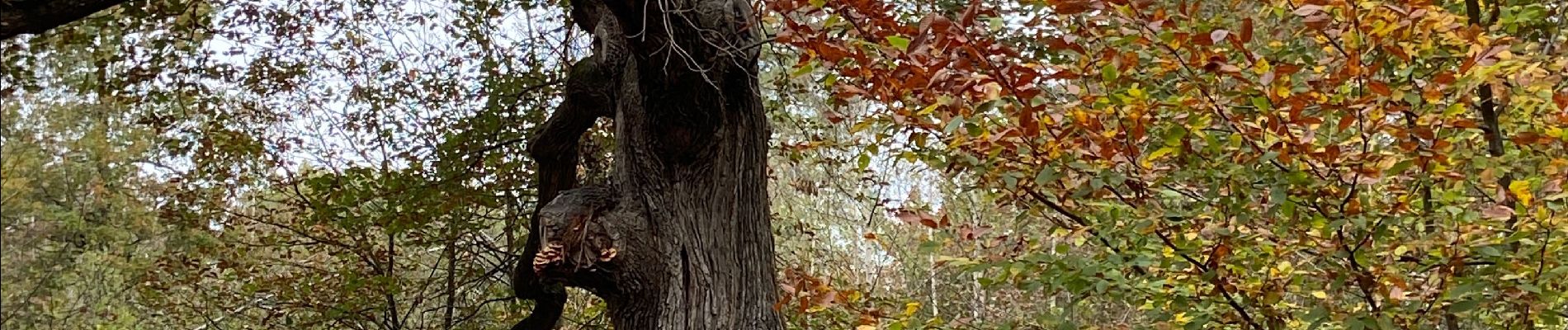 Tocht Stappen Soisy-sur-Seine - 8.11.20 - Photo