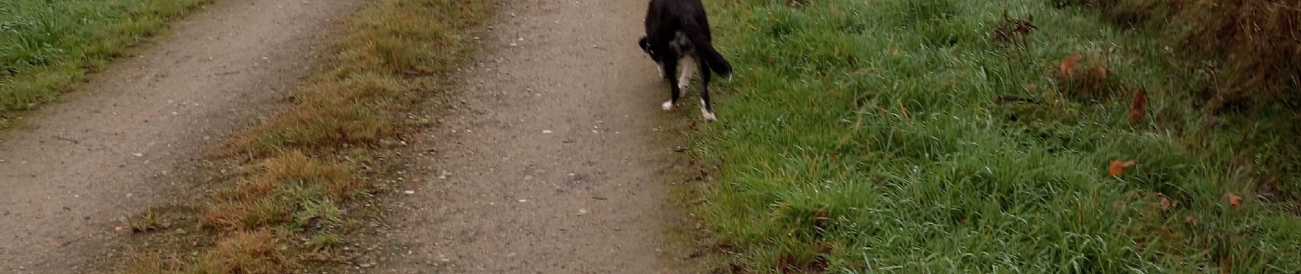 Trail Walking Pornic - chemin du port  - Photo