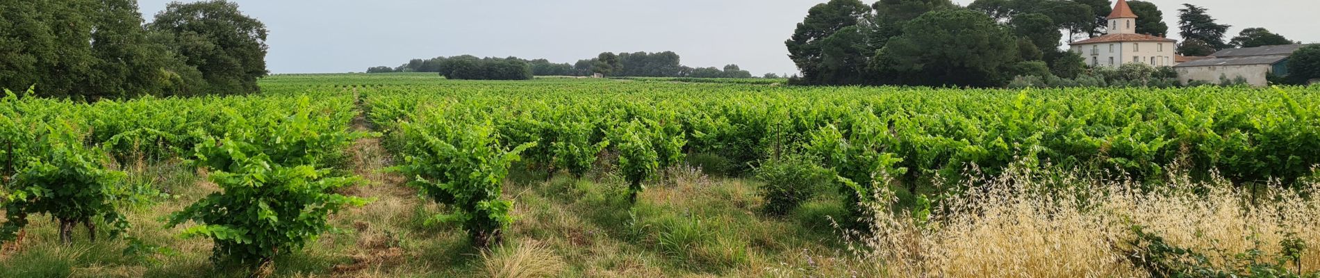 Excursión Senderismo Lunel - Lunel-Villetelle-Ambrussum - Photo