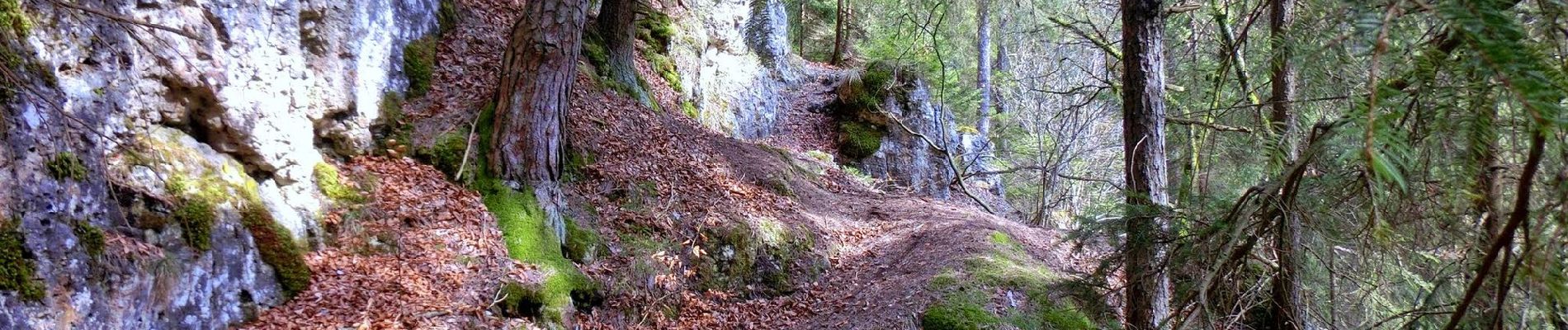 Tour Zu Fuß Pegnitz - Rundweg Hollenberg 2 grün - Photo