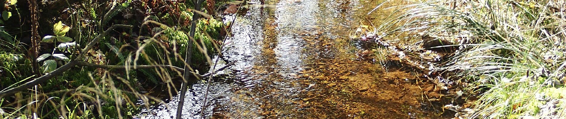 Randonnée A pied Meinerzhagen - Volldreieck Oestertalsperre-Fürwiggetalsperre - Photo