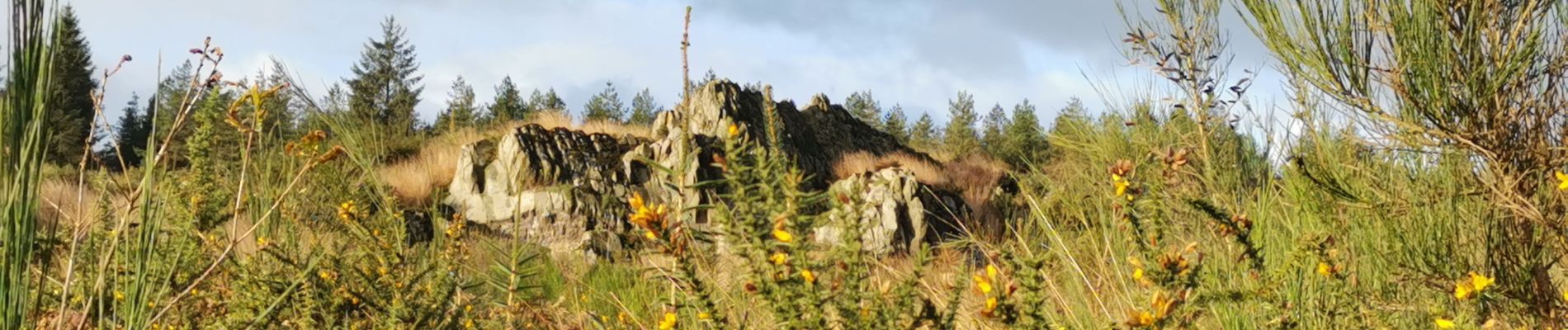 Trail Walking Brasparts - circuit du gorre - Photo