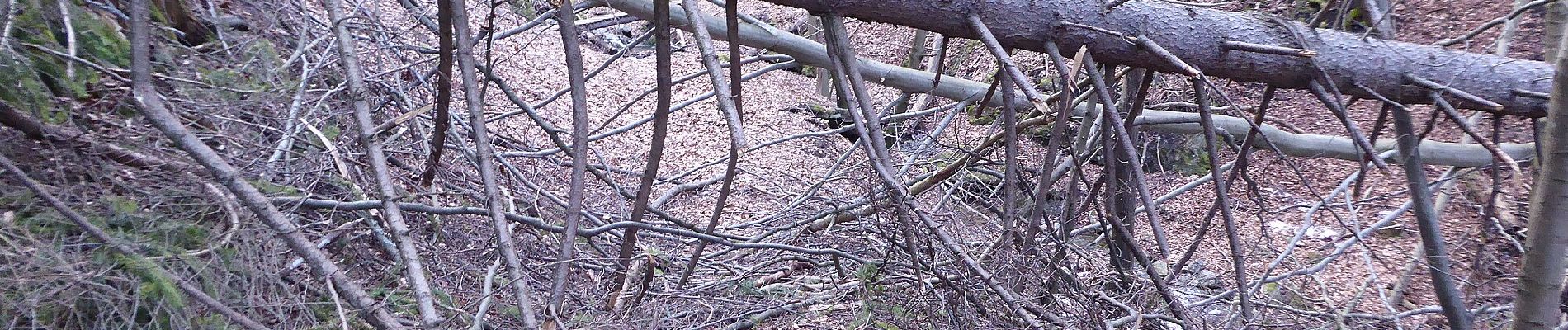 Excursión A pie okres Prešov - Náučný chodník Kamenná Baba - Lačnov - Photo