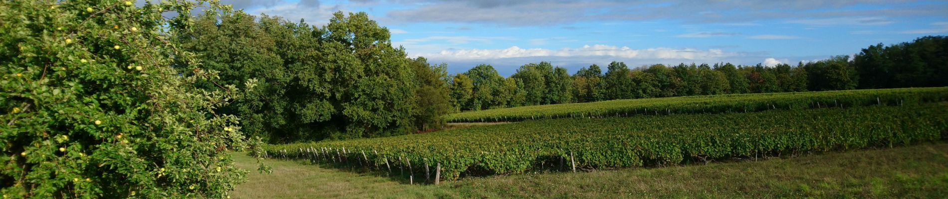 Excursión Senderismo Chançay - Chançay - Vaux et le Bois de Chançay - 8.7km 150m 2h05 - 2023 09 19 - Photo