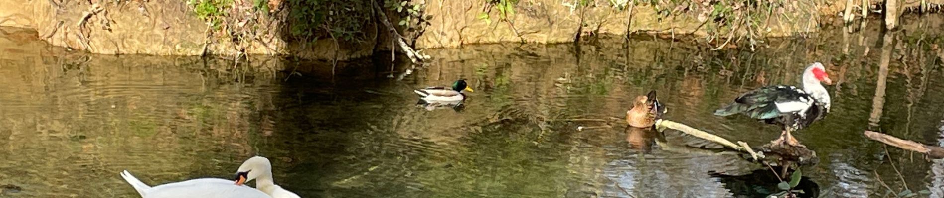 Tour Wandern Uzès - Fontaine d’Eure - Photo