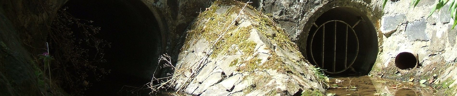 Tour Zu Fuß Butzbach - Wanderwege Wiesental - Eule - Photo