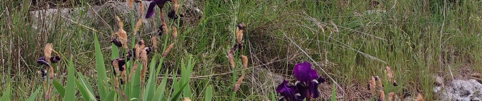 Randonnée Marche Peille - Grave de PEILLE - Peillon - Peille - Photo