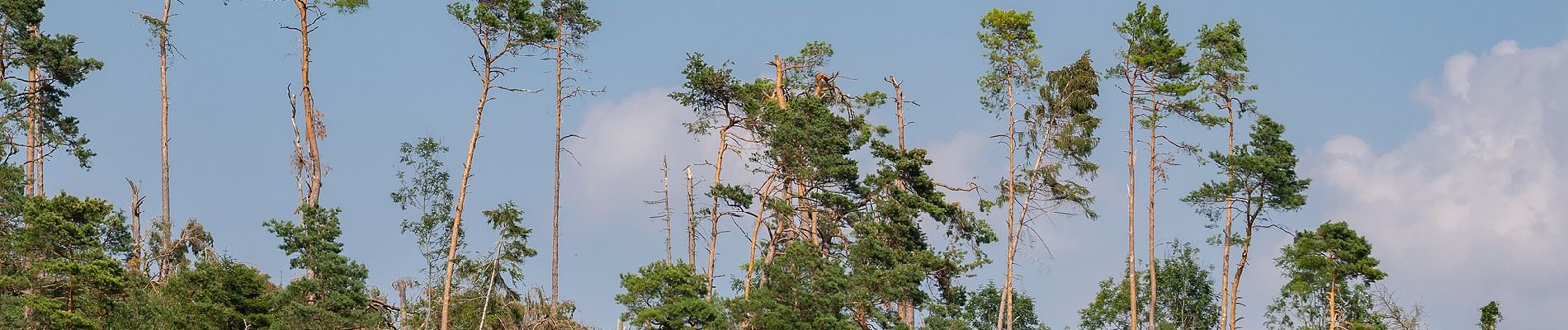 Randonnée A pied Beverungen - B3 - Rund um das Naturschutzgebiet Wandelsberg - Photo