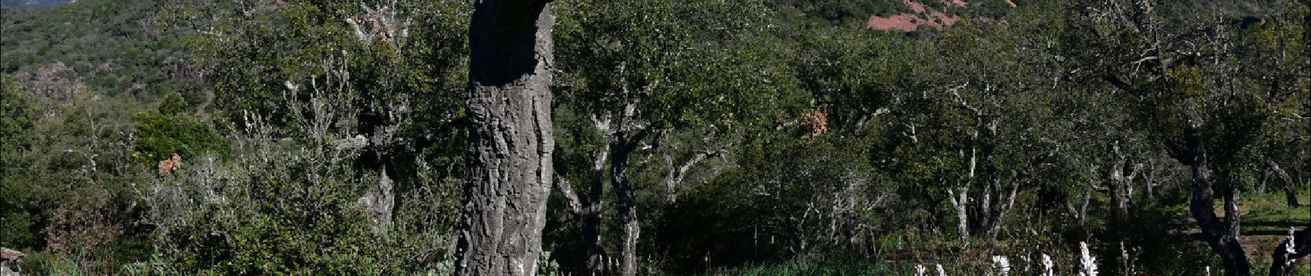 Tour Wandern Saint-Raphaël - Pk Col Belle Barbe - Cols du Mistral, du Perthus, du Baladou et d'Aubert - Photo